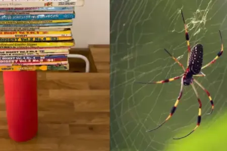Picture 10 Things That Are Stronger Than They Look