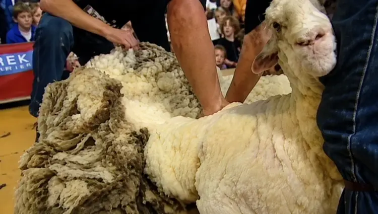 Sheep