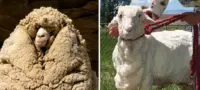 Picture Shrek the Sheep Avoided Shearing for Six Years and Grew a 27 kg Fleece