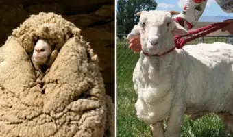 Picture Shrek the Sheep Avoided Shearing for Six Years and Grew a 27 kg Fleece