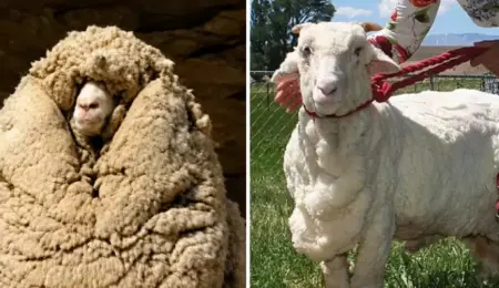 Picture Shrek the Sheep Avoided Shearing for Six Years and Grew a 27 kg Fleece