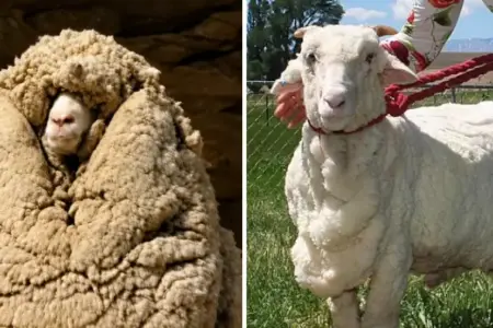 Picture Shrek the Sheep Avoided Shearing for Six Years and Grew a 27 kg Fleece