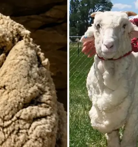 Picture Shrek the Sheep Avoided Shearing for Six Years and Grew a 27 kg Fleece
